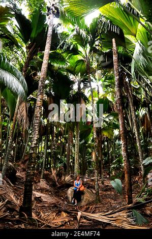 Donna che guarda le foglie giganti della palma di Coconuts di mare (Lodoicea maldivica) o Coco de Mer nel parco naturale Vallée de mai dell'isola di Praslin. Foto Stock