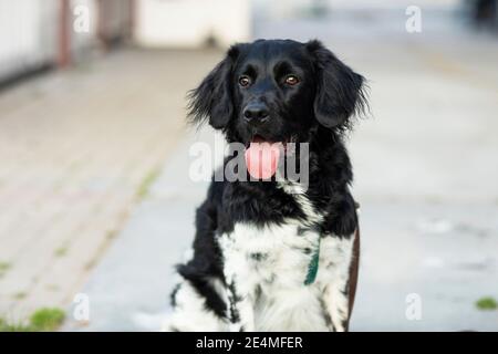 Un bel cane bianco e nero macchiato stabhoun seduto fuori con la sua lingua che si stacca dalla bocca. Ritratto di una rara razza di cane olandese. Bokeh Foto Stock