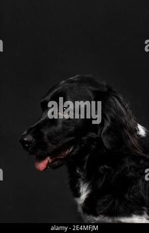 Ritratto di un simpatico cane atbyhoun nero che guarda a sinistra, girato su uno sfondo nero. Cane adulto con un cappotto lucido, scatto verticale in studio Foto Stock