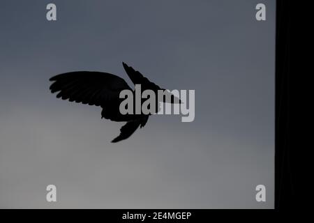 20 gennaio 2021, Baden-Wuerttemberg, Tübingen: Un piccione vola da una torre di piccione. Foto: Sebastian Gollnow/dpa Foto Stock