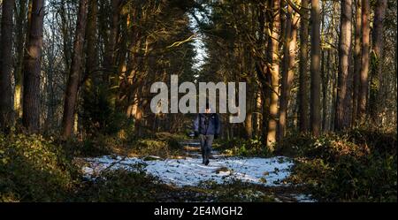 East Lothian, Scozia, Regno Unito, 24 gennaio 2021. Regno Unito tempo: Sole freddo a Binning Wood come un uomo solitario prende ogni giorno esercizio a piedi su un sentiero boscoso con una certa neve ancora steso sul terreno Foto Stock