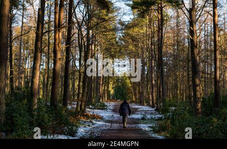 East Lothian, Scozia, Regno Unito, 24 gennaio 2021. Regno Unito tempo: Sole freddo a Binning Wood come un uomo solitario prende ogni giorno esercizio a piedi su un sentiero boscoso con una certa neve ancora steso sul terreno Foto Stock