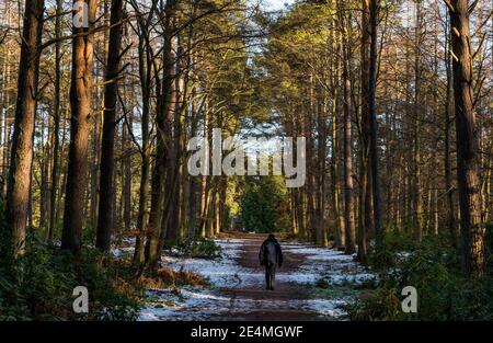 East Lothian, Scozia, Regno Unito, 24 gennaio 2021. Regno Unito tempo: Sole freddo a Binning Wood come un uomo solitario prende ogni giorno esercizio a piedi su un sentiero boscoso con una certa neve ancora steso sul terreno Foto Stock