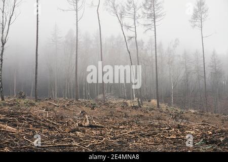 Foreste ceche colpite con corteccia Beetle boschi epidemia sparato in inverno in nebbia e freddo Foto Stock