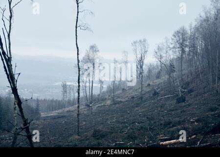 Foreste ceche colpite con corteccia Beetle boschi epidemia sparato in inverno in nebbia e freddo Foto Stock