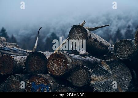 Foreste ceche colpite con corteccia Beetle boschi epidemia sparato in inverno in nebbia e freddo Foto Stock