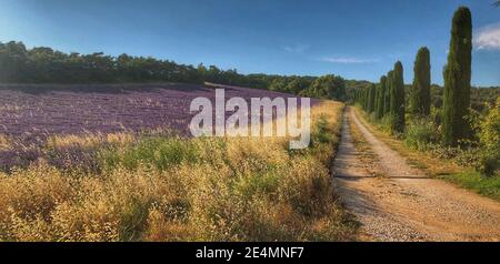 vialetto fiancheggiato da cipresso e campo di lavanda Foto Stock