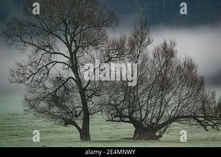 due bellissimi querce invecchiate in autunno, la nebbia del fiume avon si erge dietro e attraverso il prato, sfondo boscoso Foto Stock