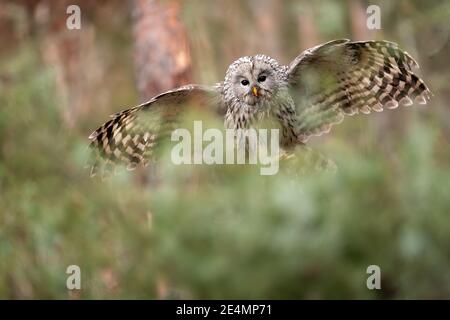 Ural gufo atterrando con il mouse cacciato nel suo becco. Strix uralensis Foto Stock