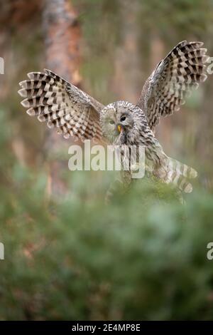 Ural gufo atterrando con il mouse cacciato nel suo becco. Strix uralensis Foto Stock