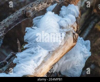 Fenomeni naturali chiamati Hair Ice si formarono su un ramo morto sopra un fiume, West Lothian, Scozia. Foto Stock