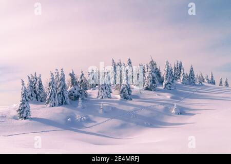 Paesaggio invernale con pini innevati in montagna. Cielo blu chiaro con luce solare. Foto Stock