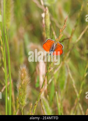 Fuoco selettivo di Closeup di bella farfalla blu comune (Polyommatus icarus) seduta su pianta, fiore in Turchia di Antalya. Foto Stock