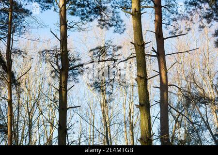 Treescape invernale, Hanningfield Woods, Essex, Gran Bretagna . Temperature registrate a 3 gradi centigradi, con cieli parzialmente nuvolosi e venti di 6 mph. Foto Stock