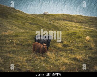 Pecore animali con lana permanente sulla collina o montagna top con erba verde e pietre blu su sfondo con cielo nuvoloso nelle isole Faerøer Foto Stock