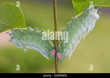 Atlas Moth caterpillar (attacus atlas) Foto Stock