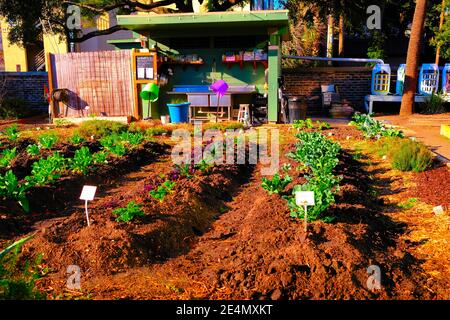Giardini urbani, Parco, forno sterrato, Eventi, personaggi storici famosi, famiglie, Kale, Cabbage, suolo, Gazebo, copertura a basse temperature, e Puns vegetariani Foto Stock