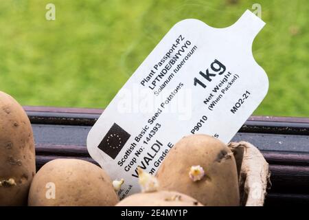 EU Plant Passport informazioni sull'etichetta dei tuberi-seme di patate scozzesi Vivaldi. Foto Stock