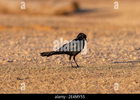 Un grackle dalla coda eccellente che si trova a terra in un pezzetto di erba secca e marrone mentre si guarda verso il basso. Foto Stock