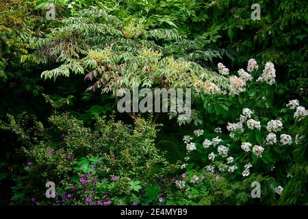 Aralia elata argento,ombrello Ombrello argento variegato Devil's Bastone,Cinese struttura angelica,giapponese albero angelica, coreano angelica tree,foglie Foto Stock