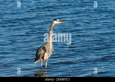 Una maestosa Great Blue Heron in piedi alto mentre si pervade nelle acque poco profonde di un lago in una mattinata soleggiata. Foto Stock