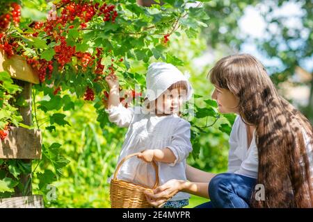 una ragazza in una blusa bianca con un cesto si raccoglie bacche di ribes rosso da un ramo con sua madre Foto Stock