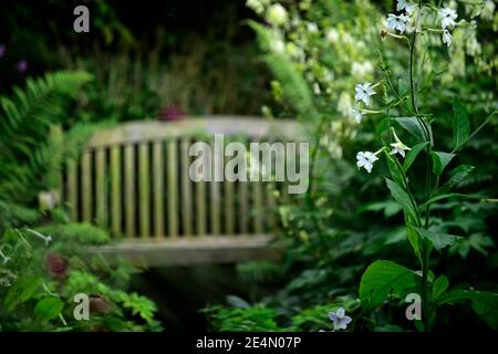 Nicotiana x sanderae fragrante Nuvola,bianco,fiore,fiori,profumo,annuale,annuale,piante,ombreggiate,ombreggiate,ombra,area,giardino,posto giardino,posti a sedere,giardino furni Foto Stock