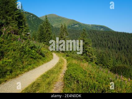 Rosa fioritura Sally e giallo iperico fiori vicino sentiero sul pendio estivo di montagna. Chornohora cresta, Carpazi montagne, Ucraina. Foto Stock