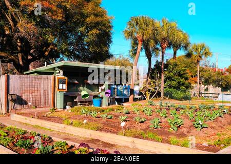 Giardini urbani, Parco, forno sterrato, Eventi, personaggi storici famosi, famiglie, Kale, Cabbage, suolo, Gazebo, copertura a basse temperature, e Puns vegetariani Foto Stock