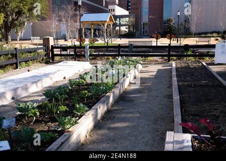 Giardini urbani, Parco, forno sterrato, Eventi, personaggi storici famosi, famiglie, Kale, Cabbage, suolo, Gazebo, copertura a basse temperature, e Puns vegetariani Foto Stock
