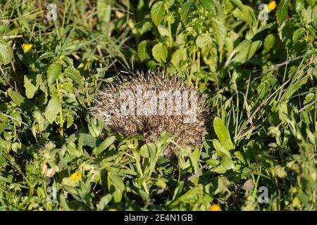 Un giovane riccio europeo rotolato in una palla. Spagna. Foto Stock