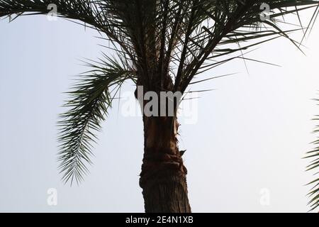 Fotografia invernale naturale di palma-dattero Foto Stock