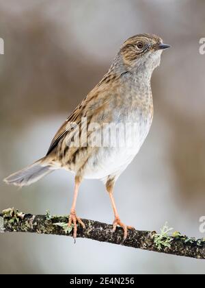 Un dunnock nella neve in inverno a metà Galles Foto Stock