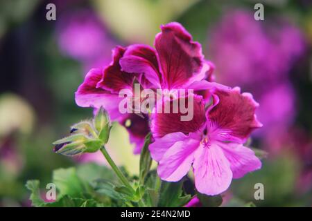 Pelargonium granuliflora violetto, un genere di piante della famiglia delle Geraniaceae. Foto Stock