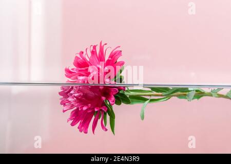 Rosa Chrysanthemum fiore galleggiante mezzo sotto l'acqua su sfondo rosa pastello. Bagno al latte, beauty spa, relax o trattamento benessere. Giovane, freshne Foto Stock