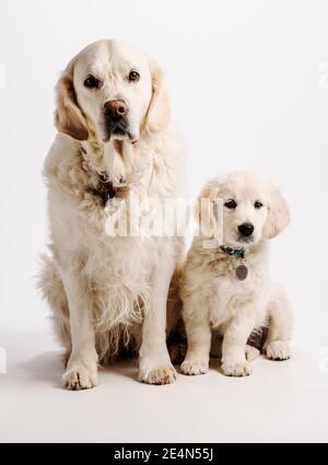 Puppy Golden Retriever color platino o crema con retriever adulto su sfondo bianco di studio fotografico. Foto Stock