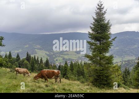 Vista maestosa sul bellissimo prato delle montagne carpate. Le mucche pascolano nel prato dei monti Carpazi Foto Stock