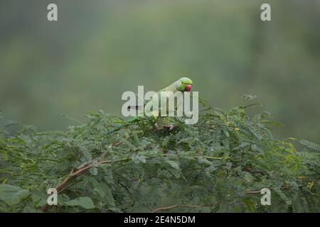 Un parakeet arroccato su un cespuglio Foto Stock