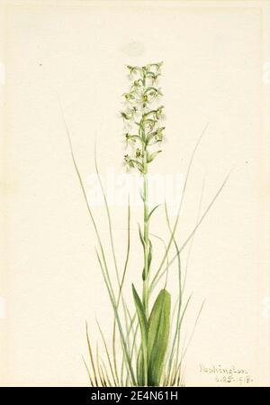 Mary Vaux Walcott - fringe-orchidea (Habenaria lacera) Foto Stock