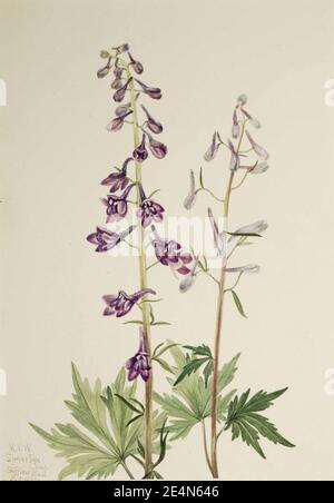 Mary Vaux Walcott - Tall Larkspur (Delphinium elongatum) Foto Stock