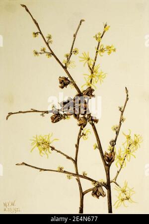 Mary Vaux Walcott - Hazel Strega (Hamamelis virginiana) Foto Stock