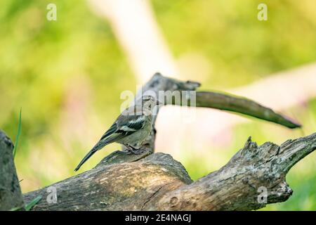 Verde e giallo songbird, verdino dettagliato in piedi su un tronco di albero. Sullo sfondo speciale bokeh verde e giallo Foto Stock