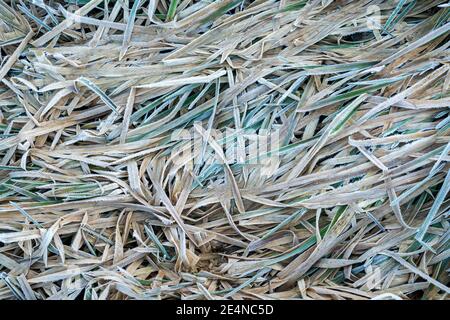 Canne appiattite smerigliate lungo il canale di oxford. Oxfordshire, Inghilterra Foto Stock