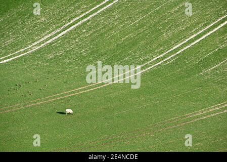 Vasto campo verde con pascolo di pecore bianche solitarie e scenografiche strisce di terreni agricoli nel South Downs National Park, Sussex, Inghilterra, Regno Unito Foto Stock