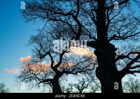Silhouette di quercia all'alba in inverno Foto Stock