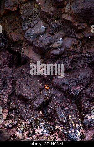Marrone Noddy o comune Noddy (Anous stolidus). Islas Galapagos, Ecuador Foto Stock