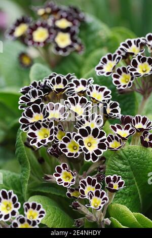 Polyanthus 'Silver Lace" fiori nel giardino. Foto Stock