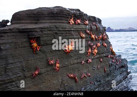 Ecuador. Parque Nacional de las Islas Galapagos. Zapayas (Grapsus grapsus). Foto Stock