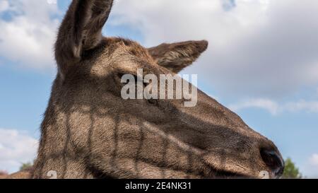 Cervi giovani senza corni da vicino, cervi in natura. Foto Stock