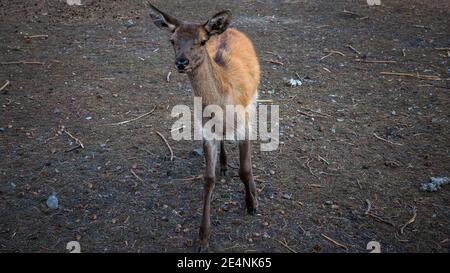 Cervi giovani in natura, cervi senza corna. Foto Stock